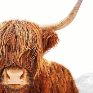 Shaggy highland cow - orange/rust color 8.5x11 inches